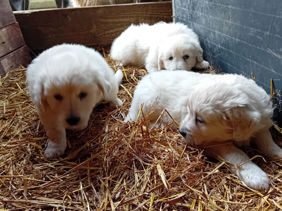 Beautiful female puppies 4