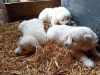 Beautiful female puppies 5