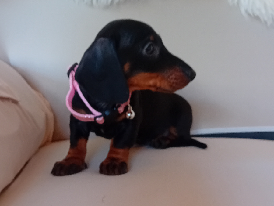 Miniature Dachshund 3