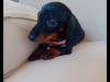 Miniature Dachshund 4