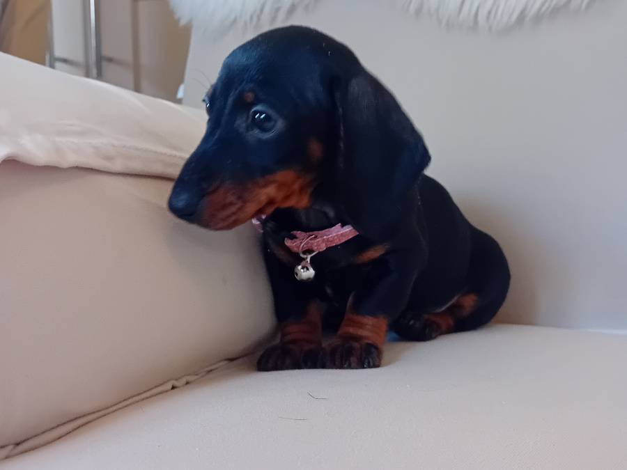 Miniature Dachshund 2