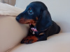 Miniature Dachshund 1