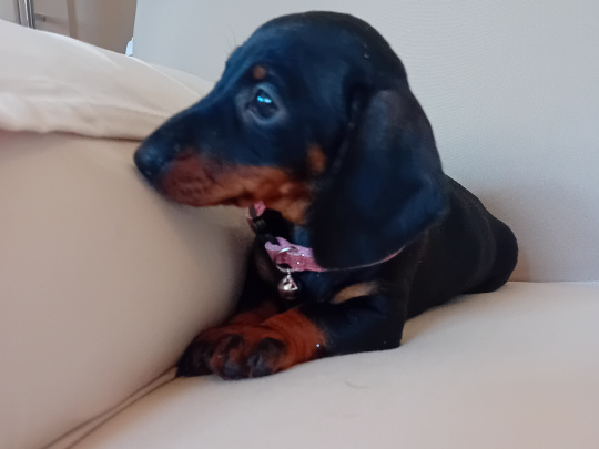 Miniature Dachshund