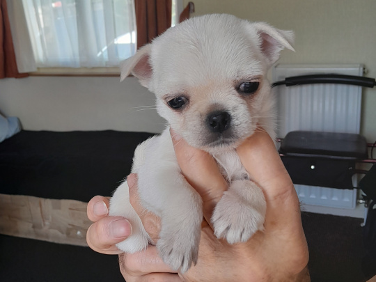 8 week old pug/pomeranian female for sale