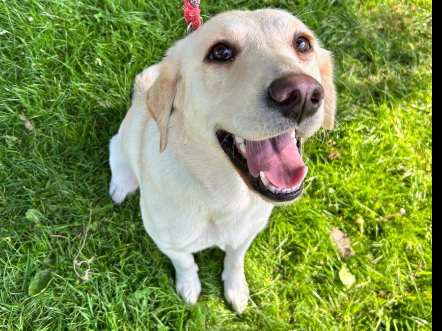 Friendly dog 2