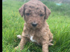 Non shed, hypoallergenic poodle puppies 2