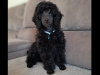 TOY POODLES FOR SALE 1