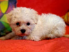 Stunning Maltese mix puppies 5