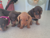 Miniature Dachshund 3