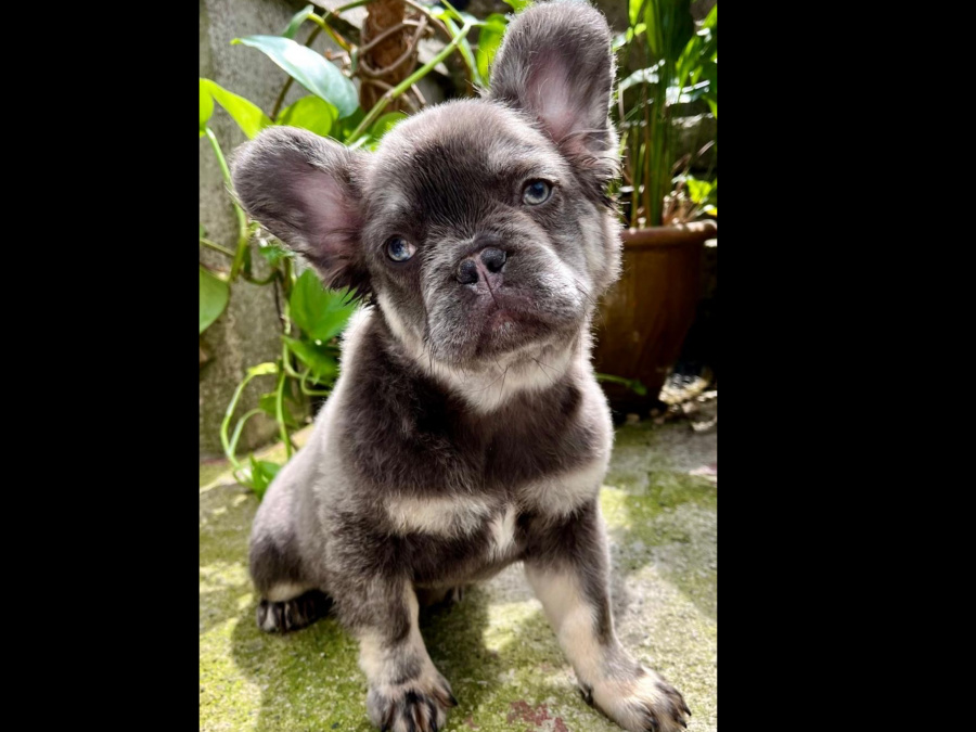 Fluffy French bulldogs 3