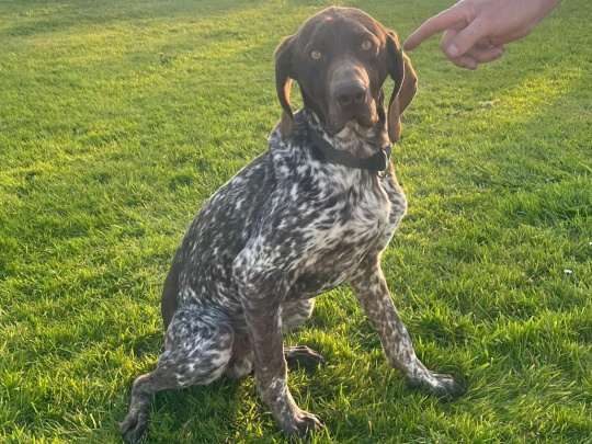 German pointer