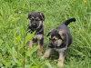 German Shepard Puppies For Sale 4