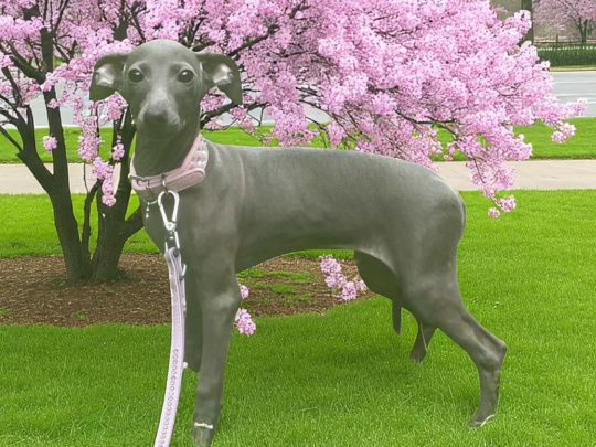 TINY ITALIAN GREYHOUNDS❤️❤️❤️❤️