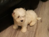 Maltese Pup with a Maltese Dad and Bichon Frise Mother for sale 2