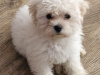 Stunning Maltese mix puppies 6