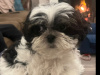 Amazing Family Pets 1