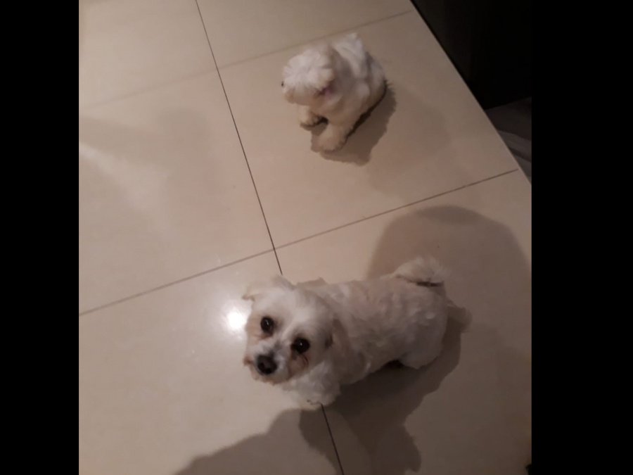 Maltese Pup with a Maltese Dad and Bichon Frise Mother for sale 5