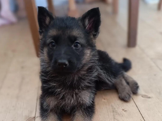 German Shepard pup