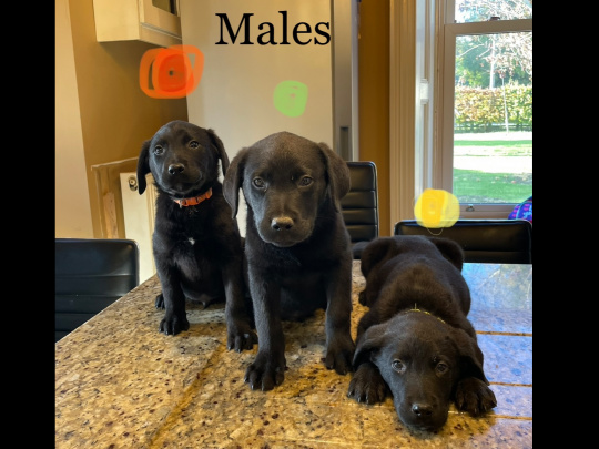 Labrador puppies in Meath