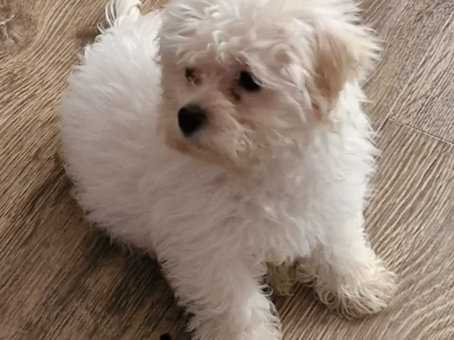 Stunning Maltese mix puppies 7