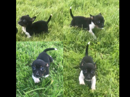 Male Chihuahua Puppie Available