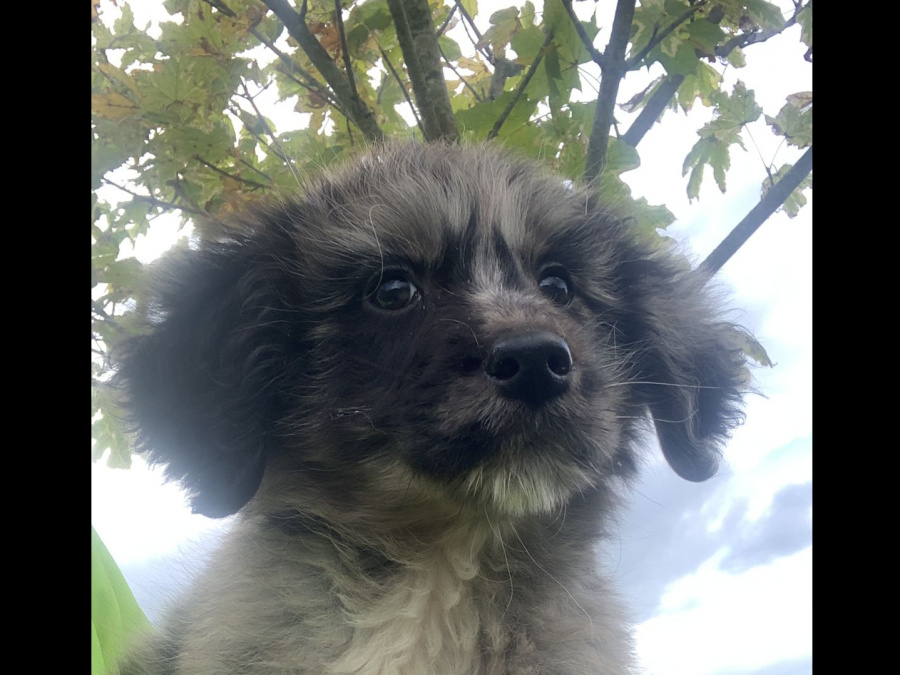 Golden doodle/Australian Shepard 2