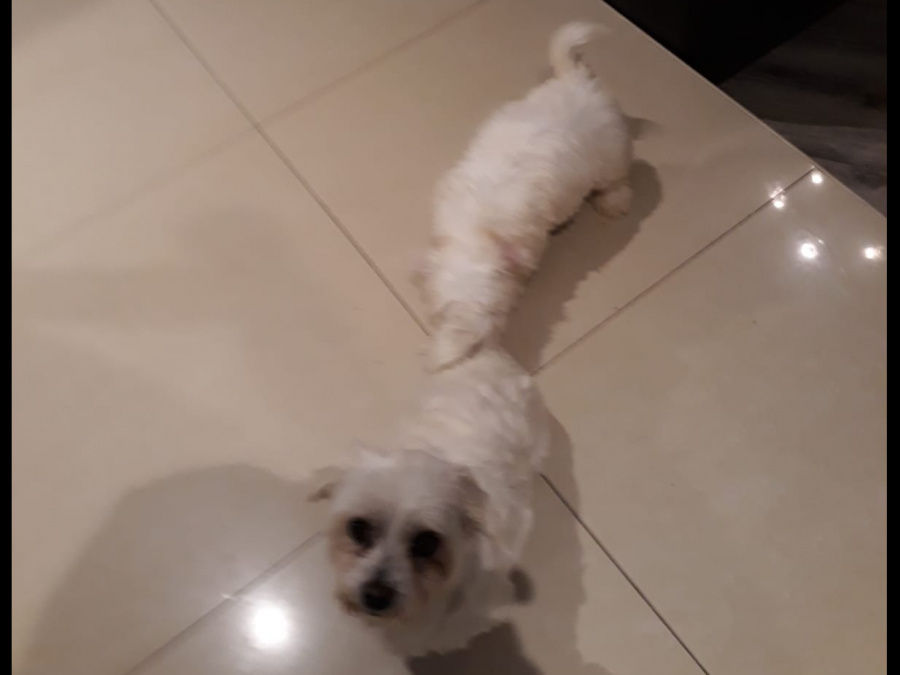 Maltese Pup with a Maltese Dad and Bichon Frise Mother for sale 3