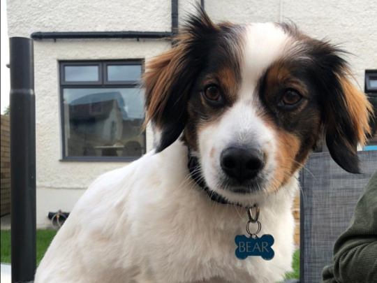 Corgie Cross for Rehoming