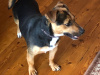 Adult Male Jack Russell 3