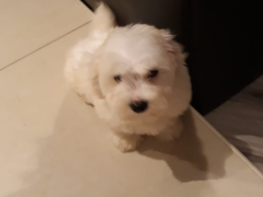 Maltese Pup with a Maltese Dad and Bichon Frise Mother for sale 4