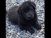 Newfoundland / Border Collie cross pups 10