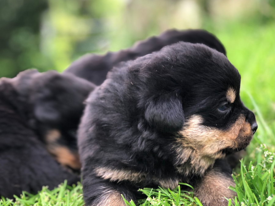 Beautiful Rottweiler Pups For Sale 3