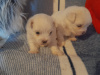 Maltese Pup with a Maltese Dad and Bichon Frise Mother for sale 1