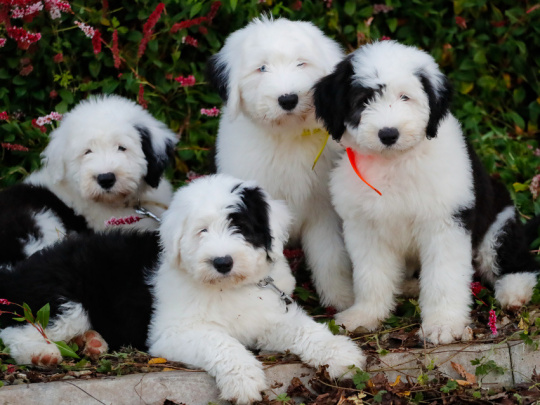 Beautiful Old English Sheepdog puppies