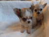 T cup chihuahua puppy 1