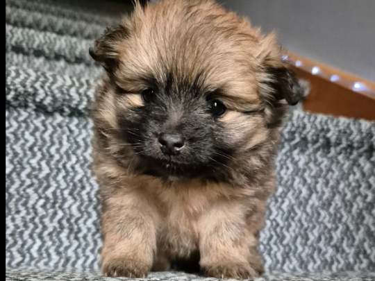 2 female Pomeranian puppies