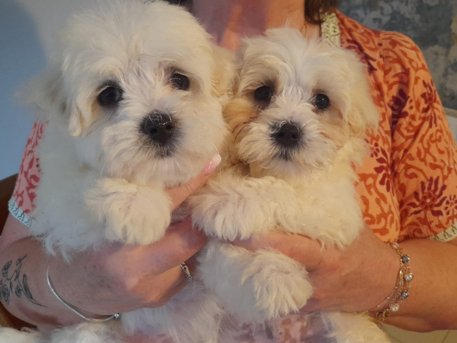 Maltese Pup with a Maltese Dad and Bichon Frise Mother for sale 3