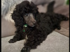 TOY POODLES FOR SALE 2