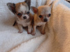 T cup chihuahua puppy 5