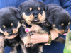 Beautiful Rottweiler Pups For Sale 2