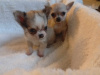 T cup chihuahua puppy 3