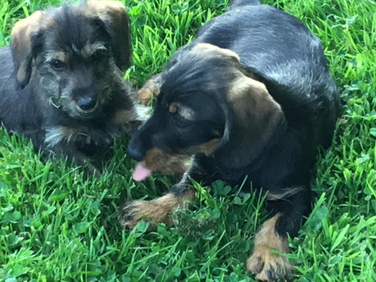 Wire haired dachshund x minature dachshund