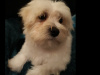 Maltese Pup with a Maltese Dad and Bichon Frise Mother for sale 5