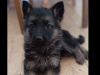 German Shepard 1