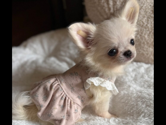 Tea cup chihuahua puppy