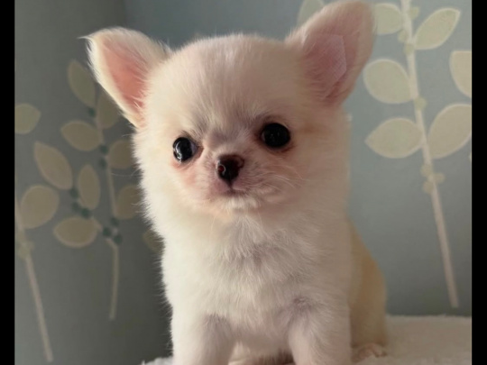 Tea cup chihuahua puppy