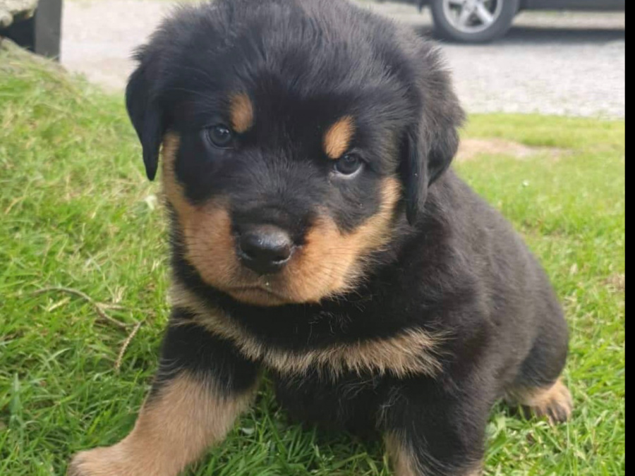 Beautiful Rottweiler Pups For Sale 4