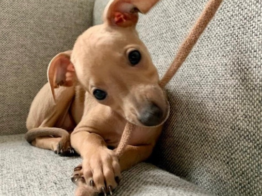 TINY ITALIAN GREYHOUNDS