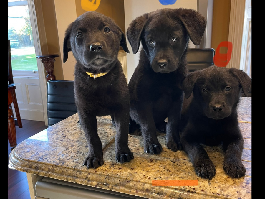 Labrador puppies in Meath 2