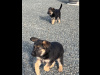 German Shepard Puppies For Sale 5